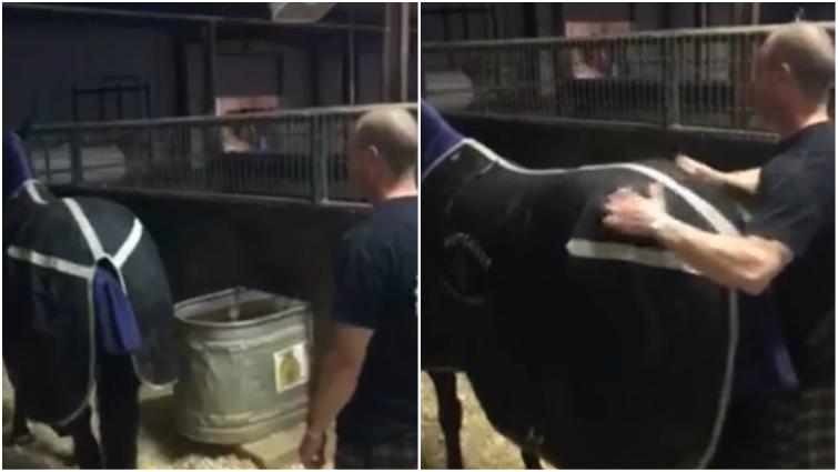 Trainer scratching horse