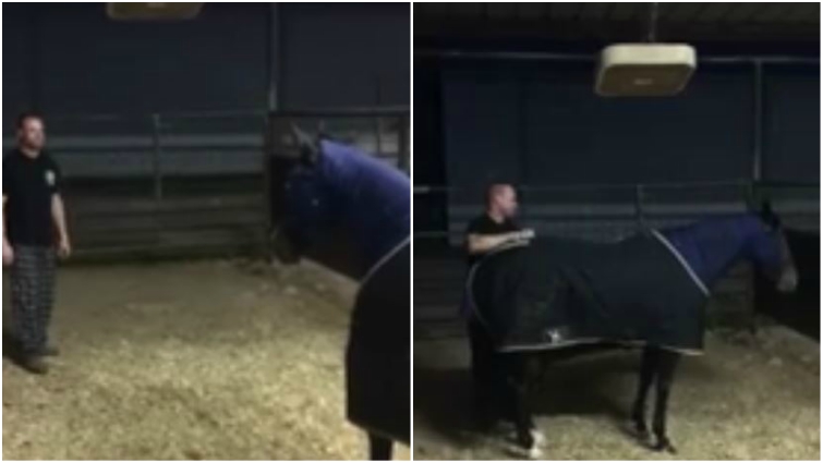 Horse enjoying scratches