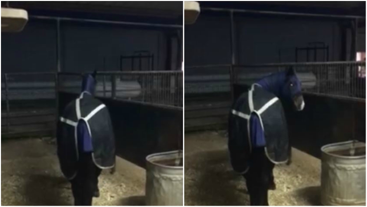 Trainer with horse at night