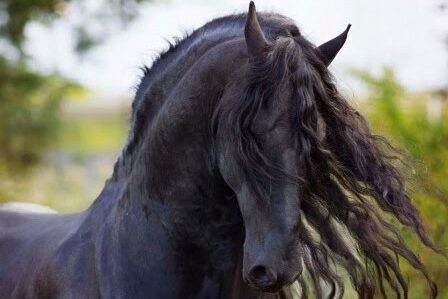 Lord Ans Friesian stallion