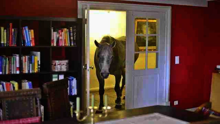 Sharq exploring the house