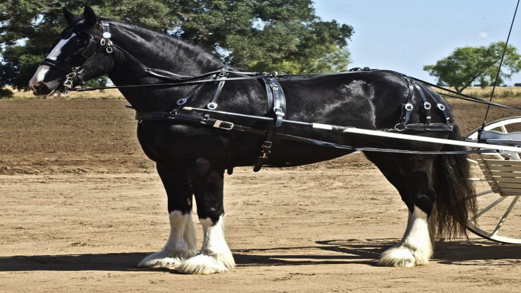 Majestic Shire horse in pasture