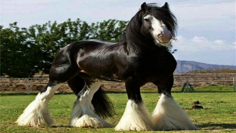 Historical Shire horse working in Britain