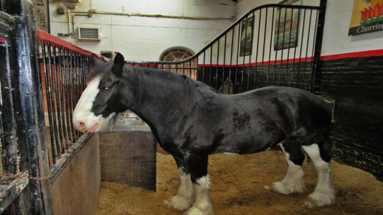 Shire horse showing proper coat color
