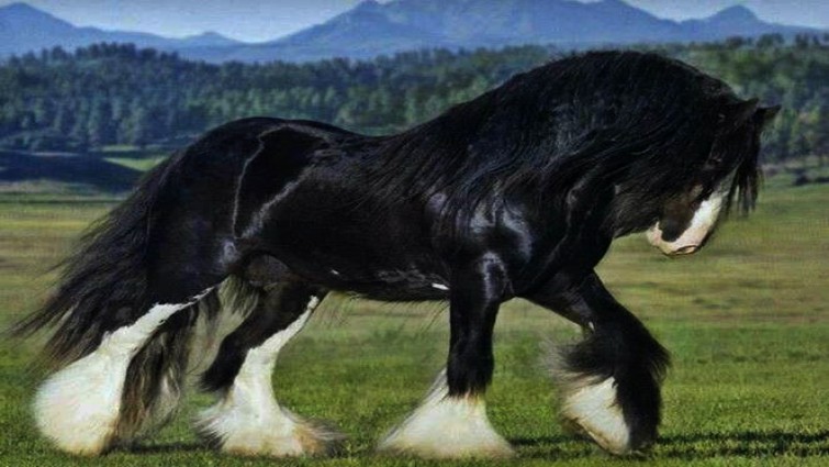 Gentle Shire horse interaction with handler
