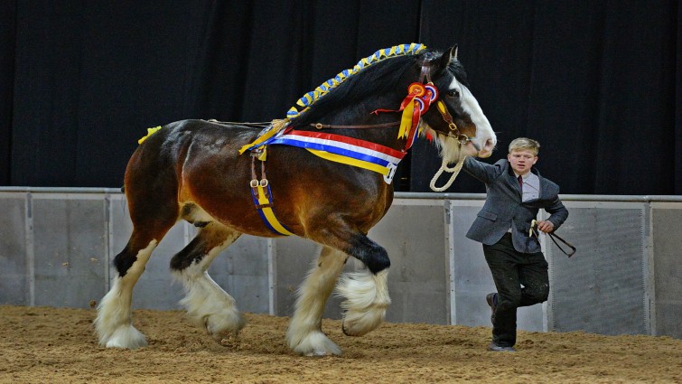 Record-breaking Shire horse Goliath