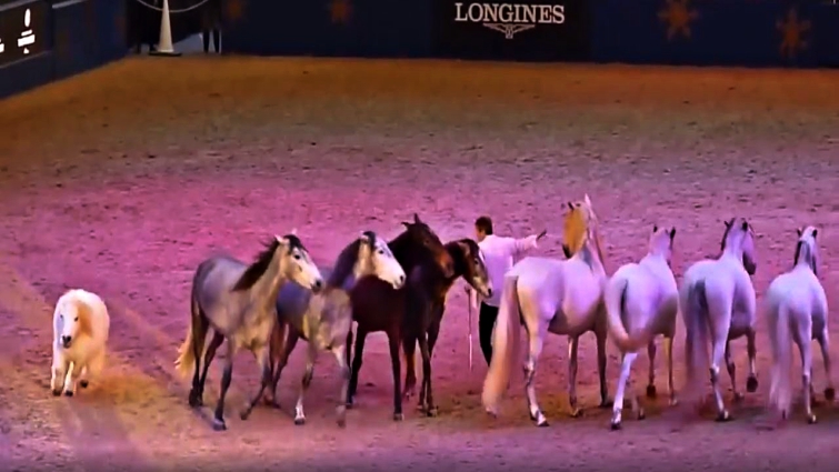 Shetland Pony Performance
