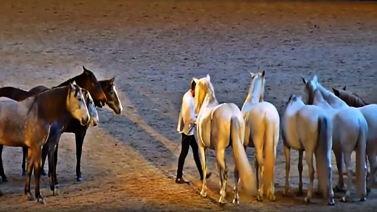 White Shetland Pony Performing