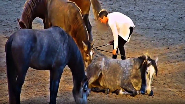 Horse Performance at Royal Event