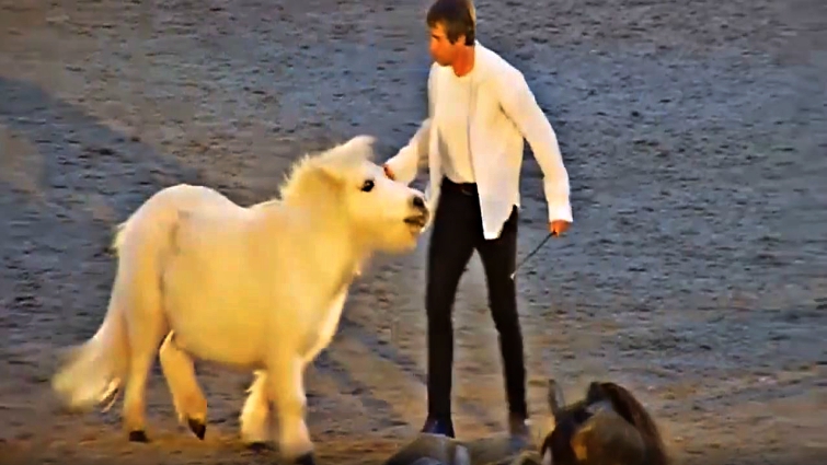 Shetland Pony Tricks