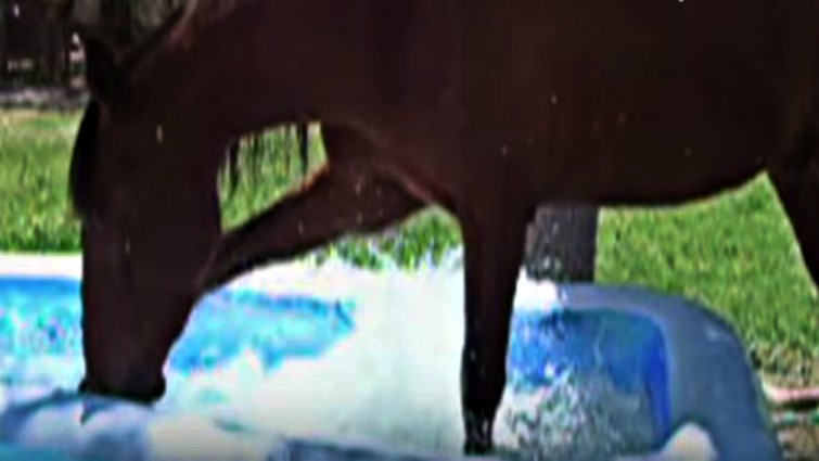 Horse playing in water