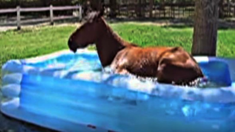 Horse sitting in pool