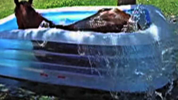 Horse enjoying water