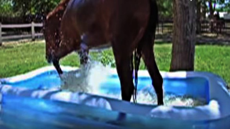 Happy horse in water