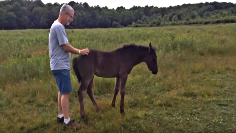 Filly requesting scratches