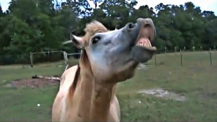 Horse smiling for camera