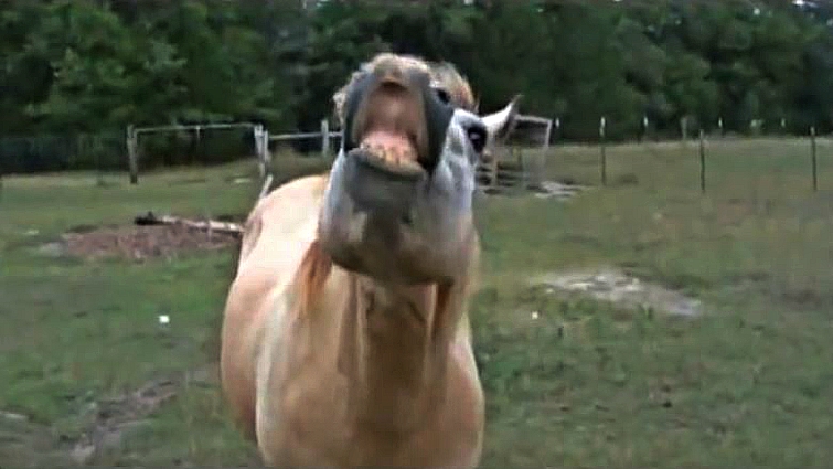 Horse training with treats