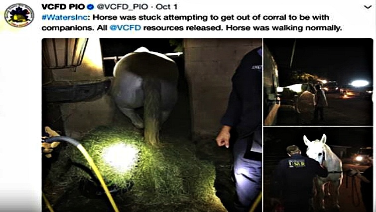Horse stuck in window during rescue attempt