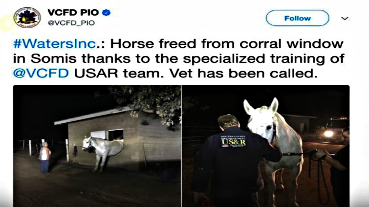 Horse after successful rescue, standing safely