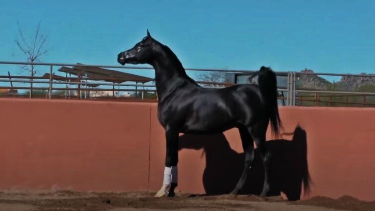 This image has an empty alt attribute; its file name is spad5.jpg