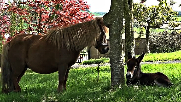 Shetland pony with rare hinny foal Katie