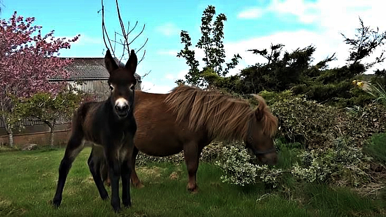 Close-up of hinny foal Katie showing horse and donkey traits