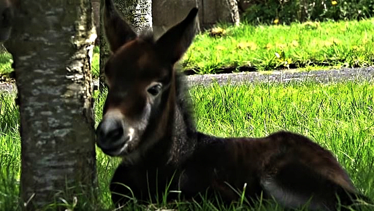 Shetland pony Peaches with baby Katie