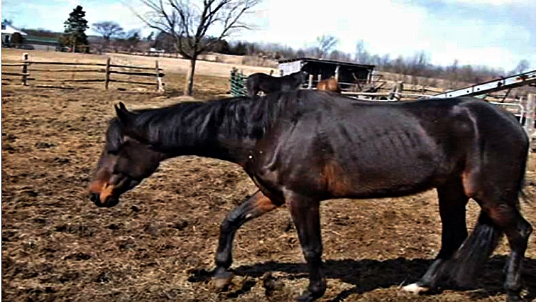 Mare enjoying retirement