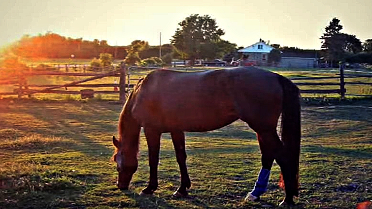 Mare at rest in retirement