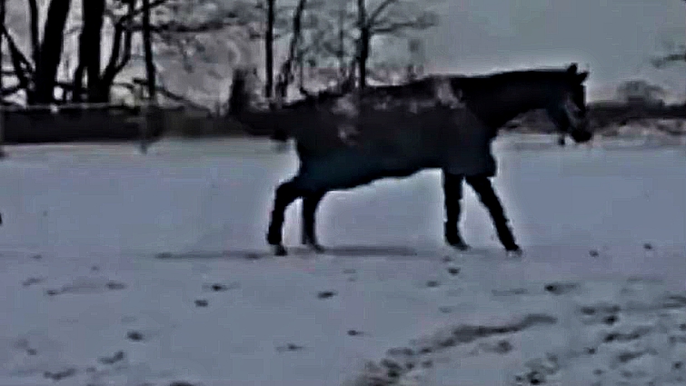 Happy rescued horse enjoying life
