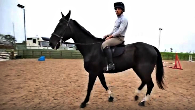 Agricola the royal guard horse retirement