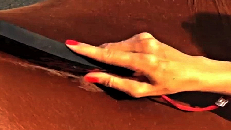 Using StripHair on horse's coat