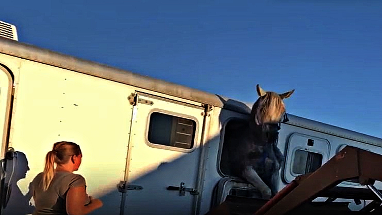 Greycee stuck in trailer window