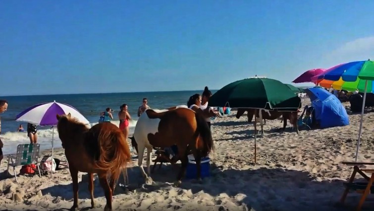 Wild ponies on Assateague Island beach