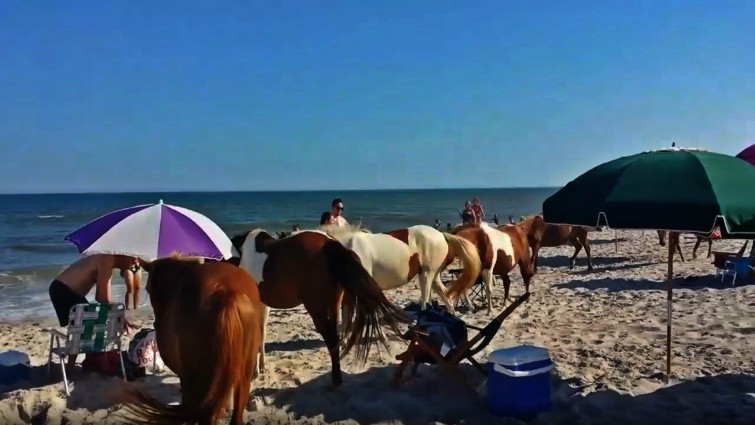 Assateague Island wild horse herd
