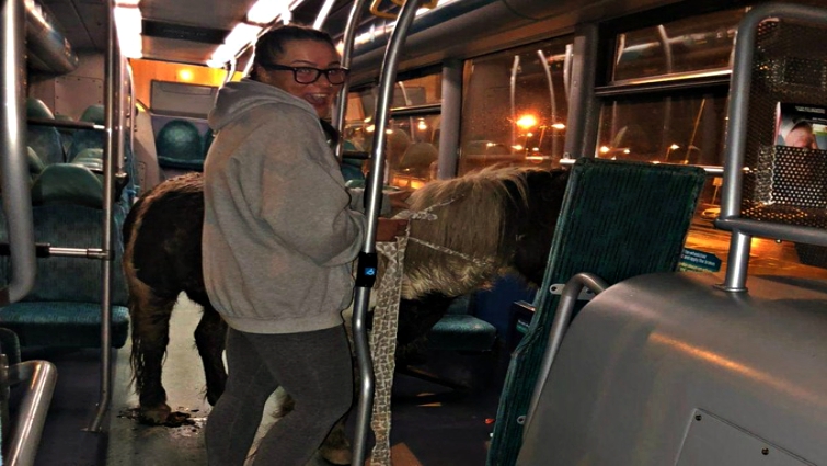 Emergency horse rescue