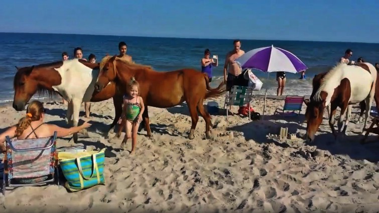 Close-up of wild pony on beach