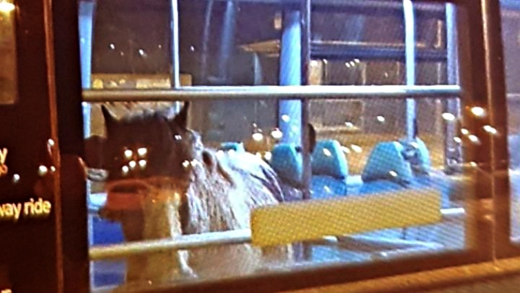 Rescued horse on bus