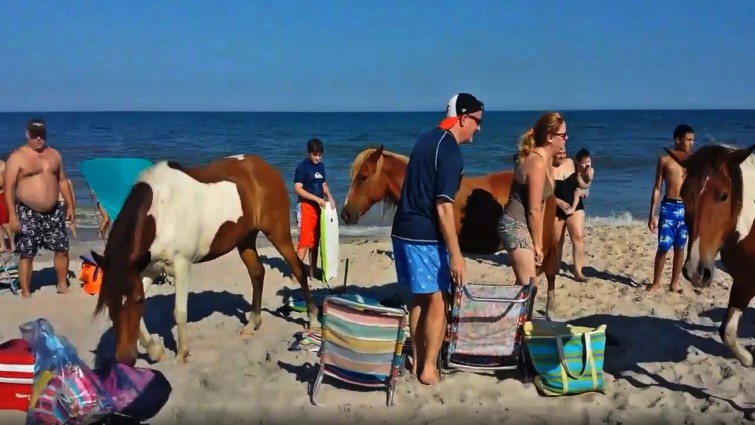 Tourists reacting to wild ponies