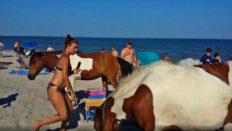 Wild ponies walking on beach among people