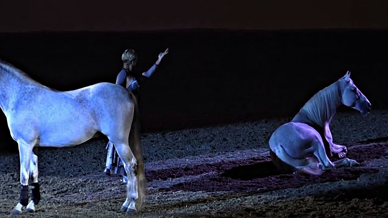 White Arabian horses performing