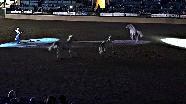 Sylvia Zerbini with Arabian horses in theatrical performance