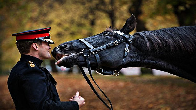 Horse emotion recognition research