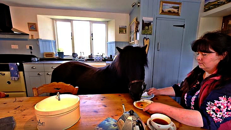 Shetland pony with tea cup and carrot