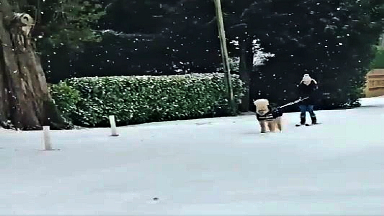 Rider and pony skiing in snowy day