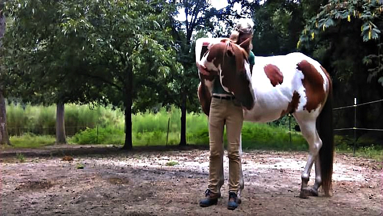 Horse and owner bonding moment