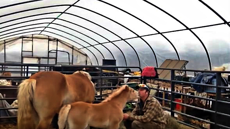 Tender moment between horse and owner