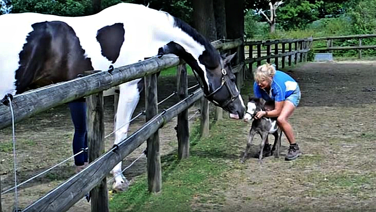 Microdave tiny miniature horse