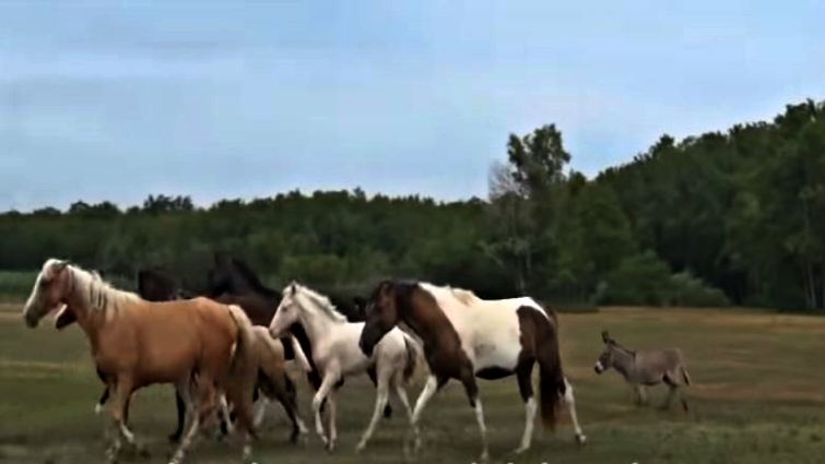 Donkey approaching horses