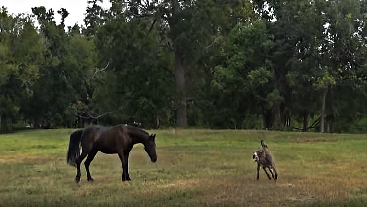 Donkey trying to socialize
